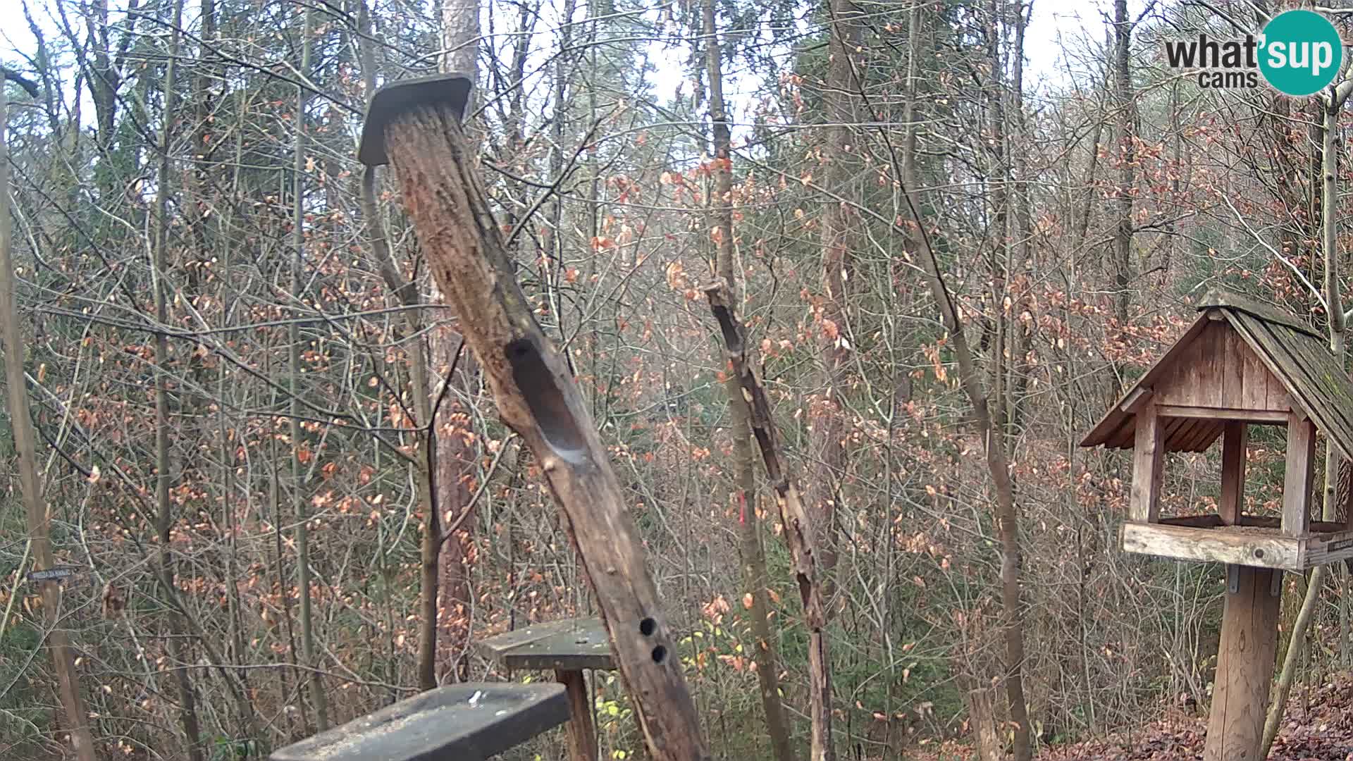 Mangeoires pour oiseaux au ZOO live webcam Ljubljana