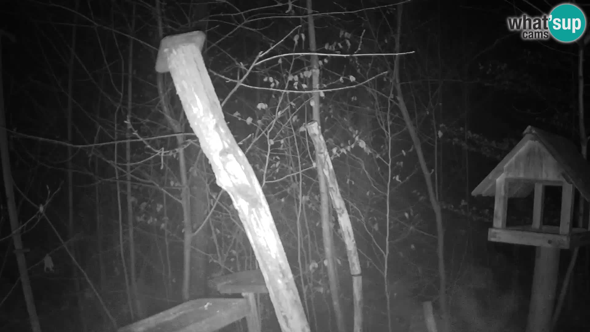 Hranilice za ptice u ZOO web kamera Ljubljana