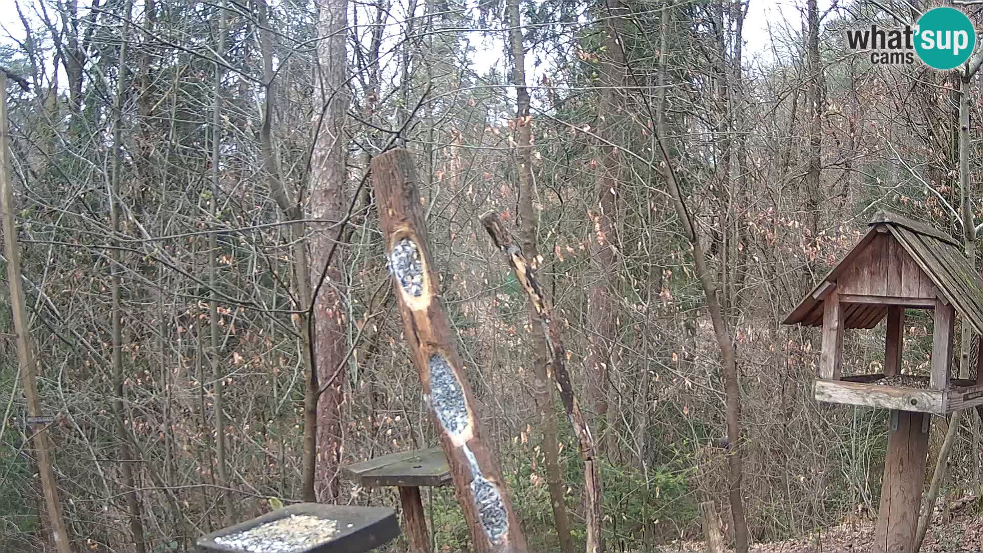 Vogelfutterhäuschen im ZOO webcam Ljubljana