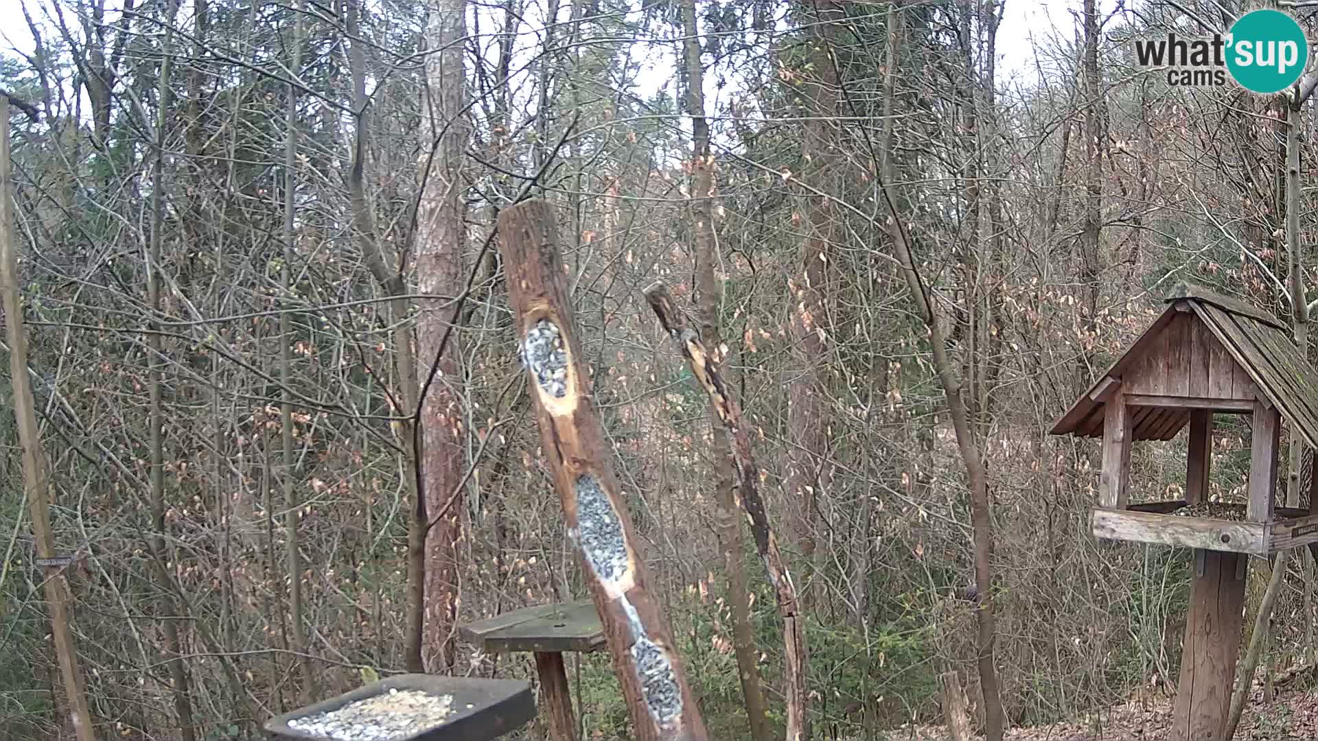 Vogelfutterhäuschen im ZOO webcam Ljubljana