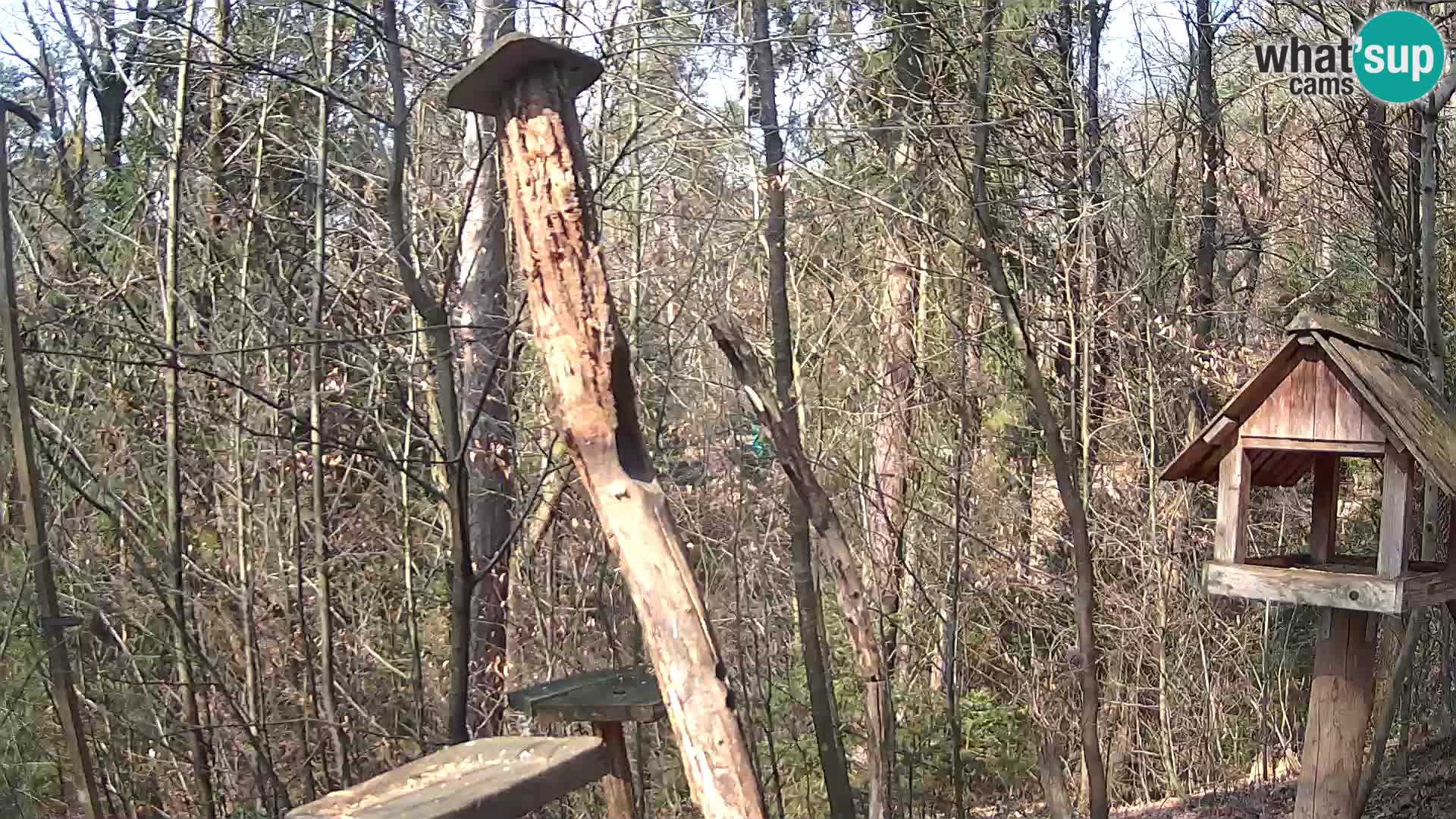 Vogelfutterhäuschen im ZOO webcam Ljubljana