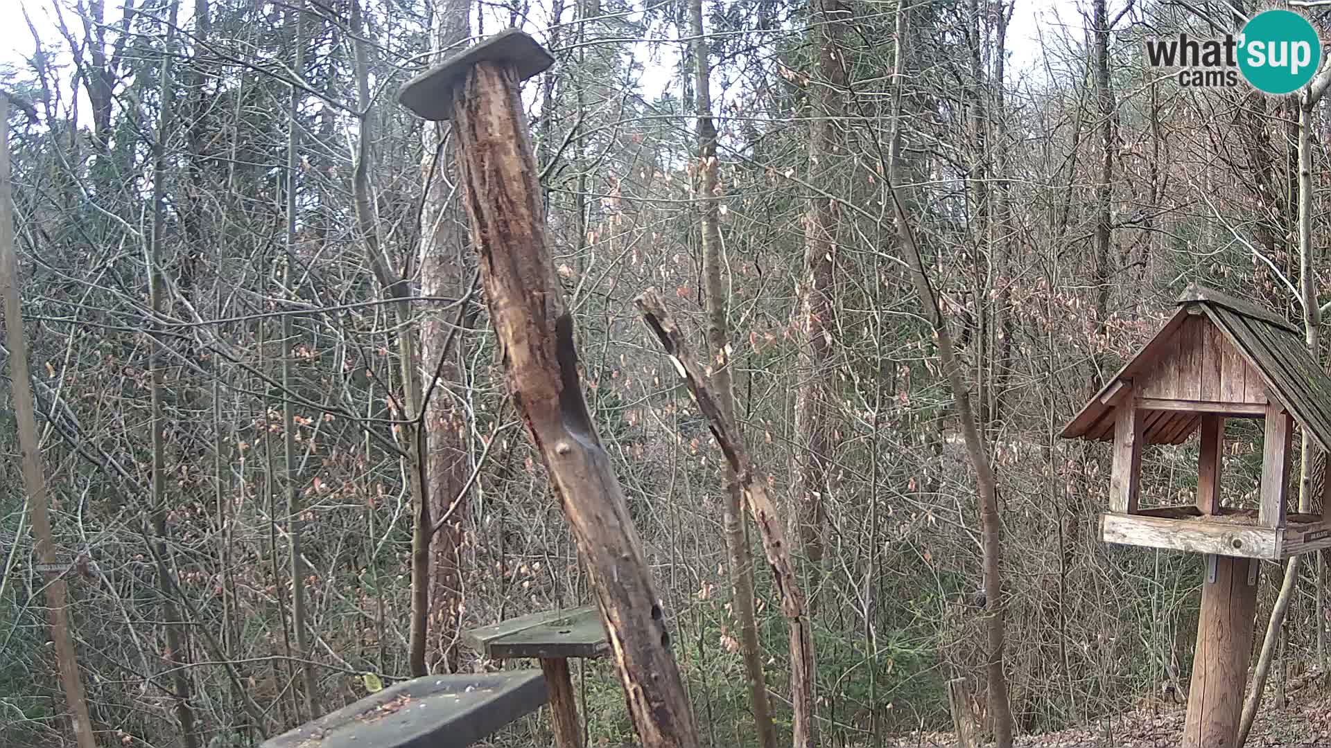 Hranilice za ptice u ZOO web kamera Ljubljana