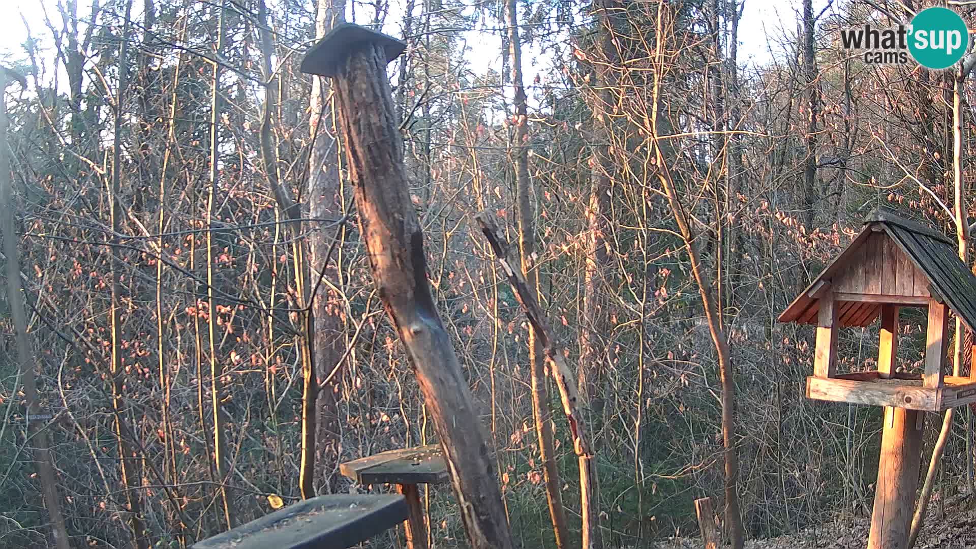 Comederos para pájaros en ZOO Ljubljana camera en vivo