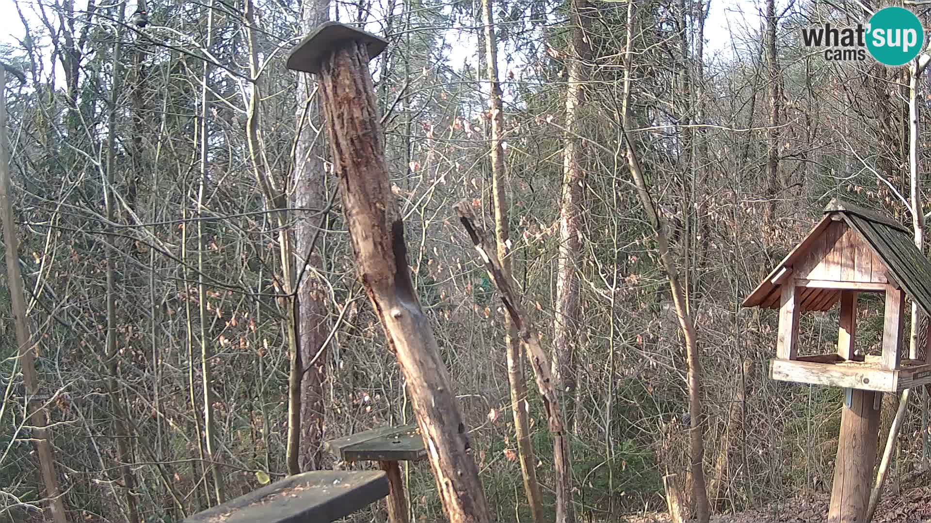 Krmilnice za ptiče v ZOO Ljubljana spletna kamera