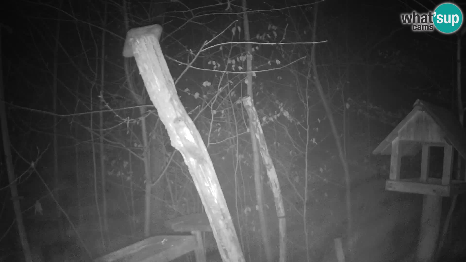 Mangeoires pour oiseaux au ZOO live webcam Ljubljana