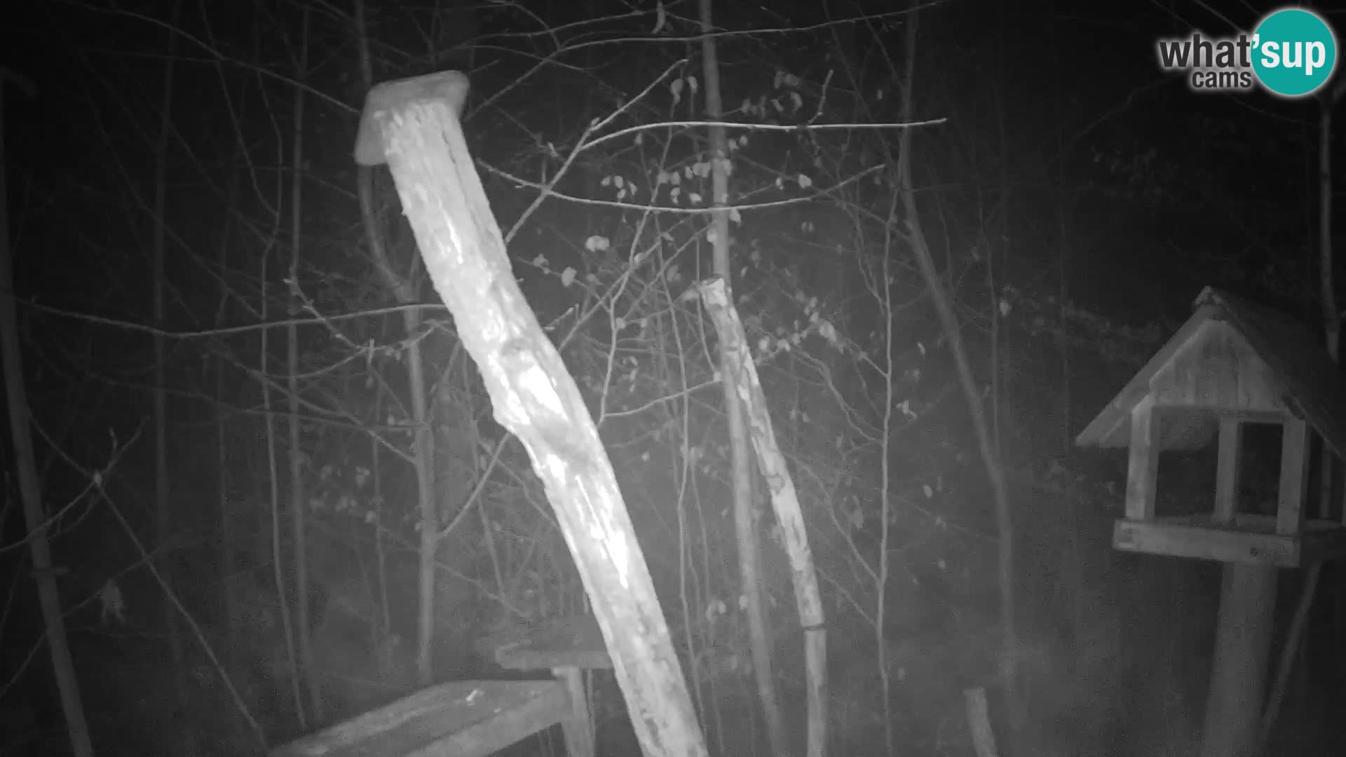 Comederos para pájaros en ZOO Ljubljana camera en vivo