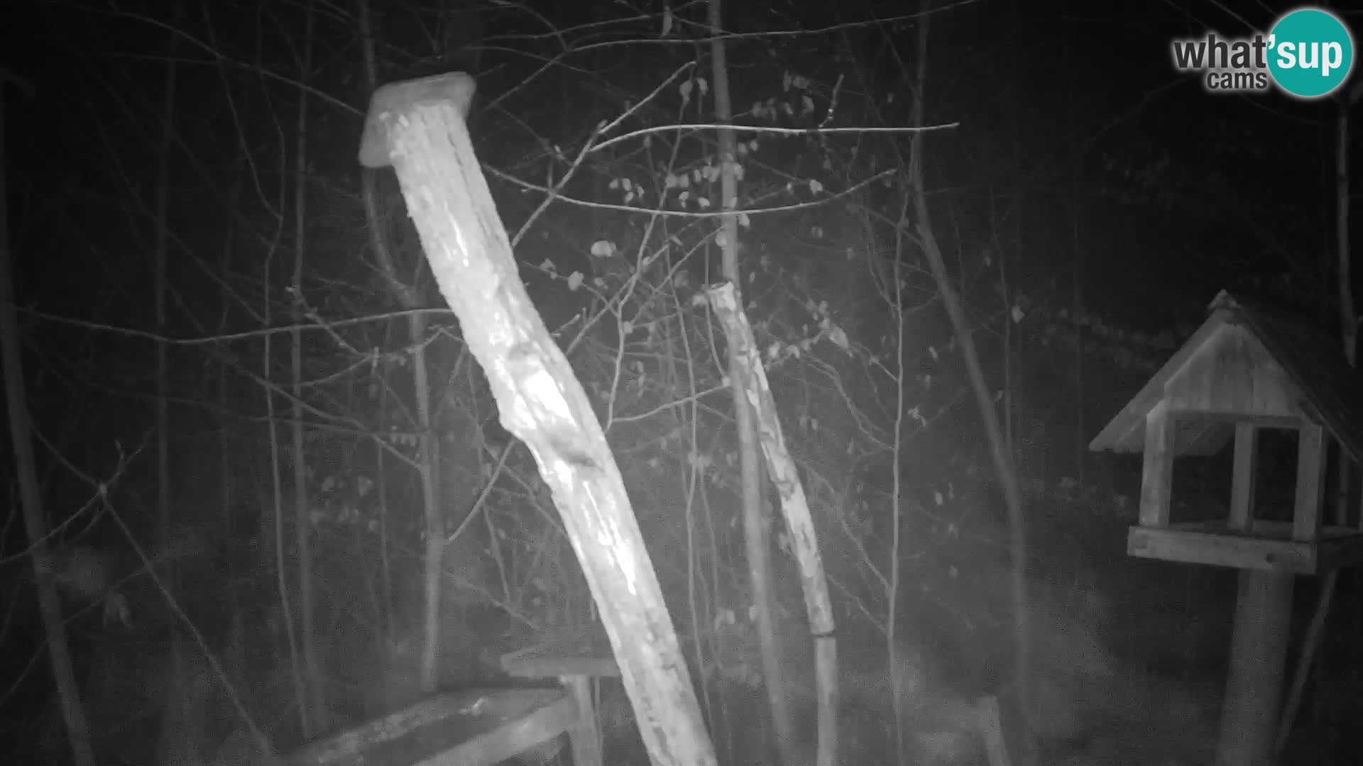 Mangiatoie per uccelli allo ZOO di Lubiana livecam