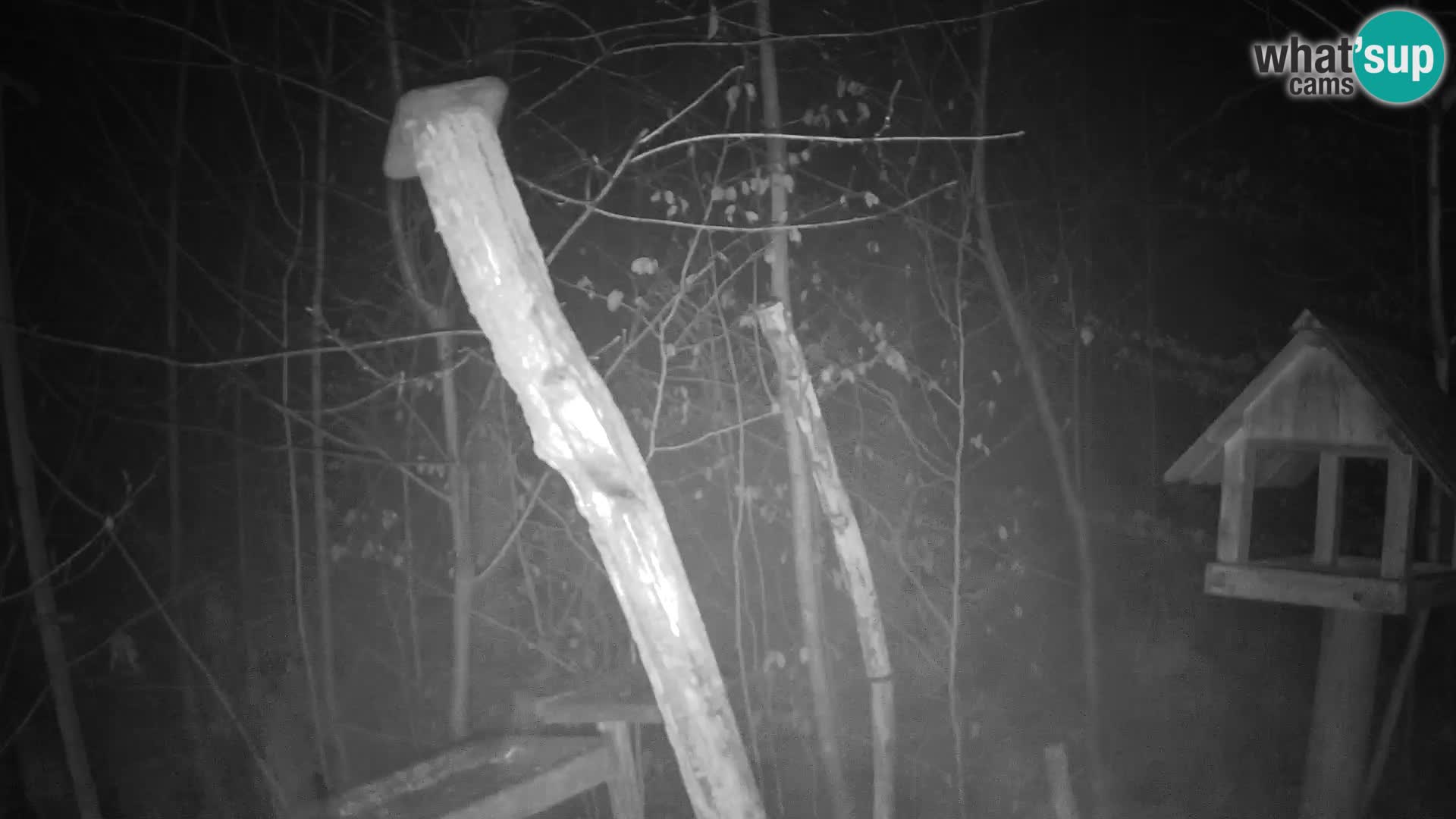 Mangiatoie per uccelli allo ZOO di Lubiana livecam