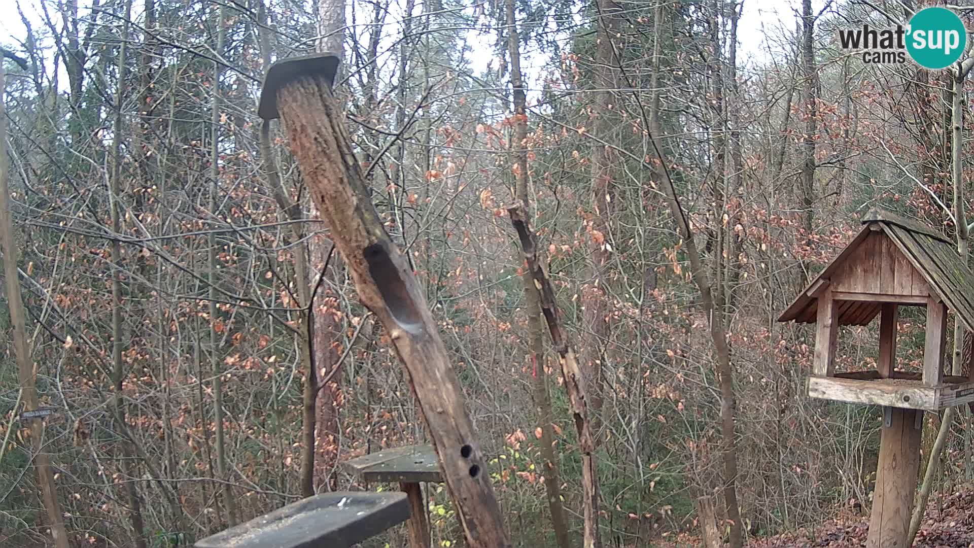 Krmilnice za ptiče v ZOO Ljubljana spletna kamera