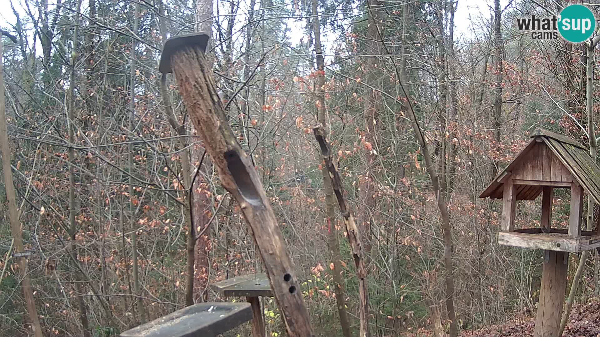 Bird feeders at ZOO Ljubljana webcam