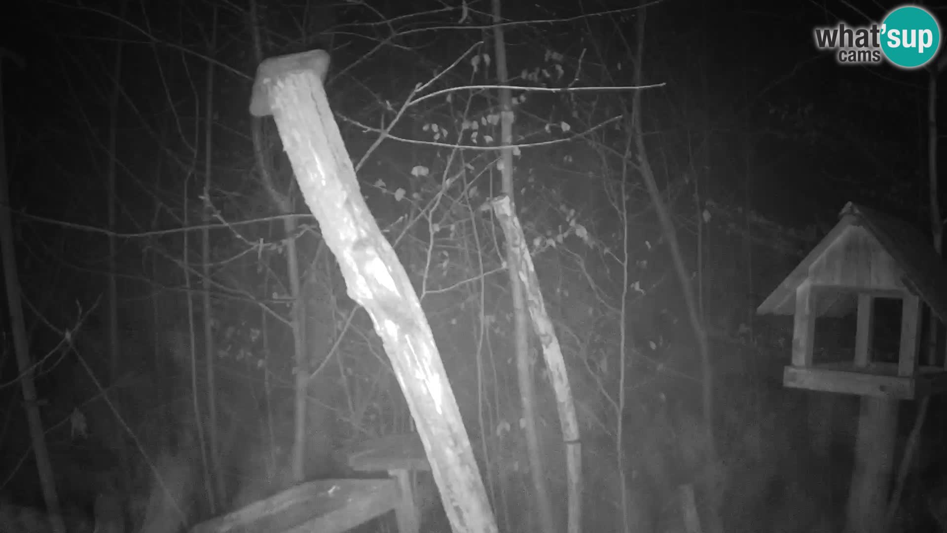 Mangiatoie per uccelli allo ZOO di Lubiana livecam