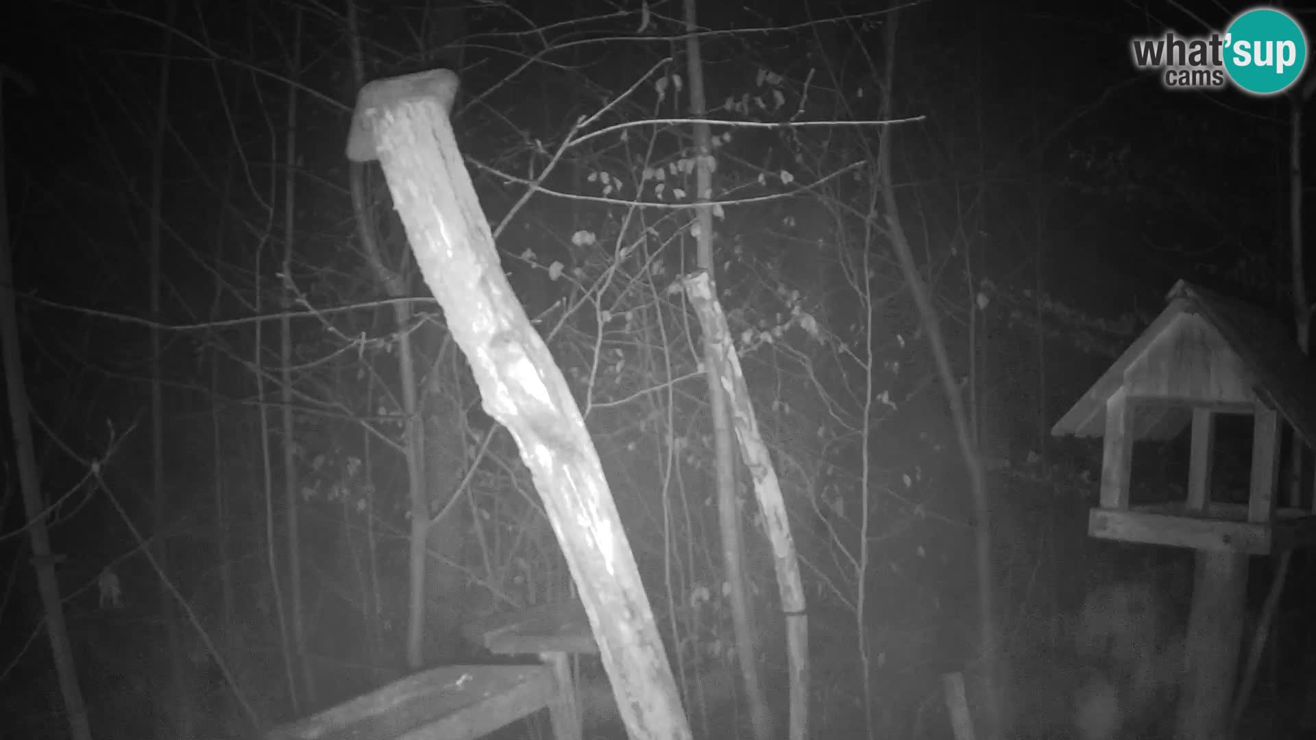 Comederos para pájaros en ZOO Ljubljana camera en vivo