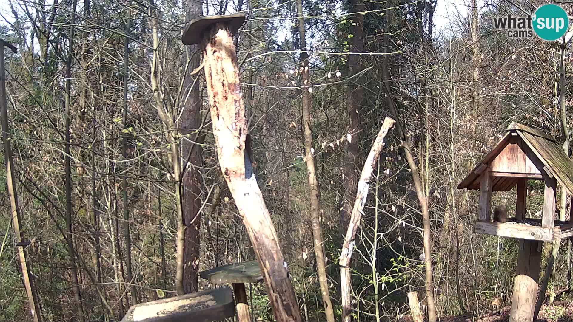 Krmilnice za ptiče v ZOO Ljubljana spletna kamera