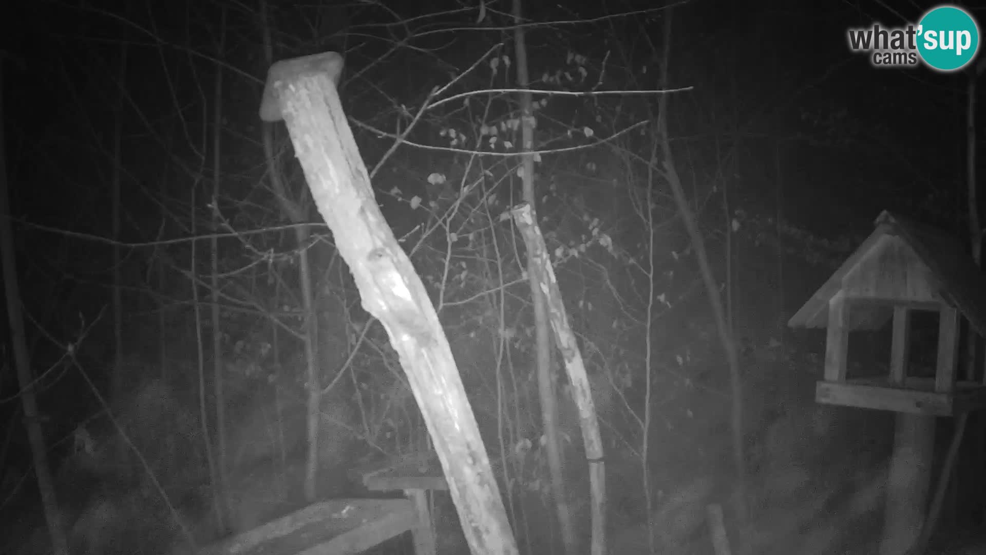 Hranilice za ptice u ZOO web kamera Ljubljana