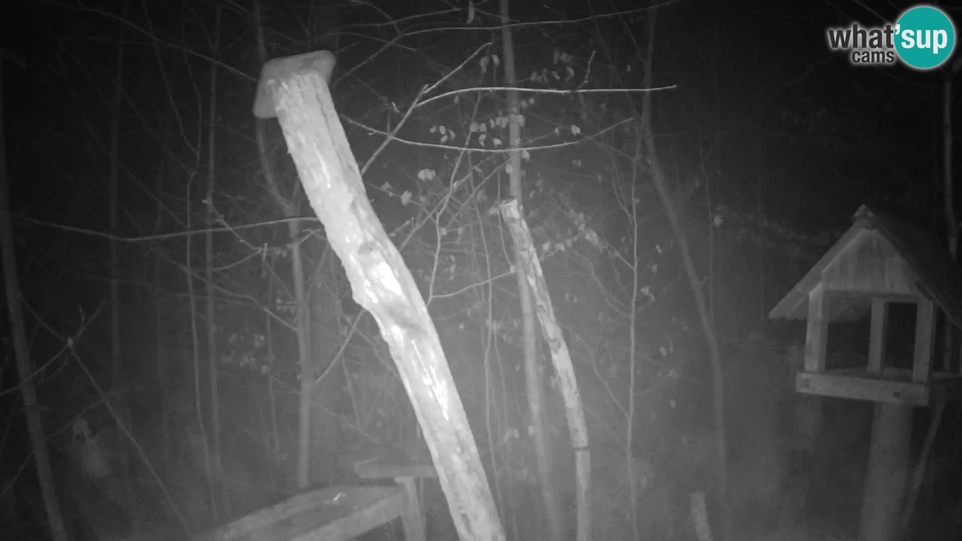 Bird feeders at ZOO Ljubljana webcam