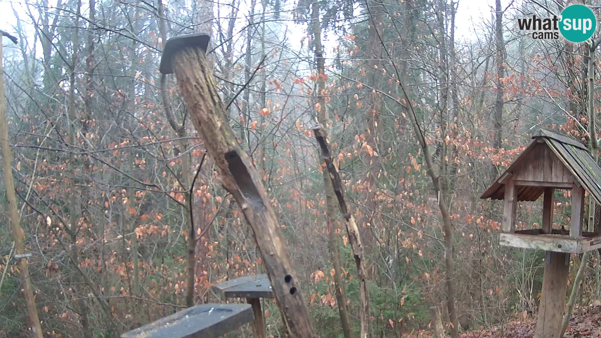 Mangiatoie per uccelli allo ZOO di Lubiana livecam