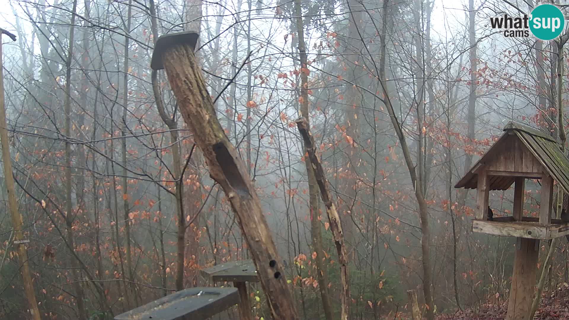 Vogelfutterhäuschen im ZOO webcam Ljubljana
