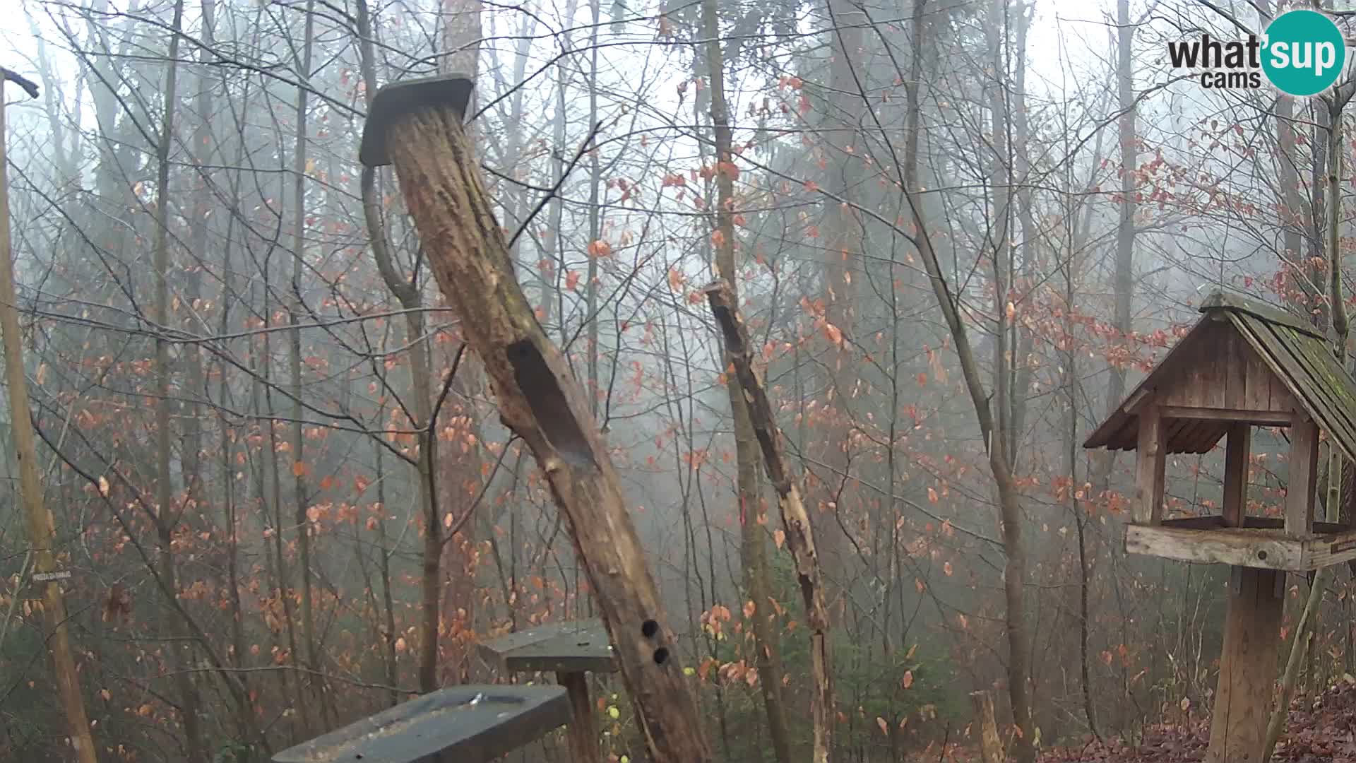 Comederos para pájaros en ZOO Ljubljana camera en vivo