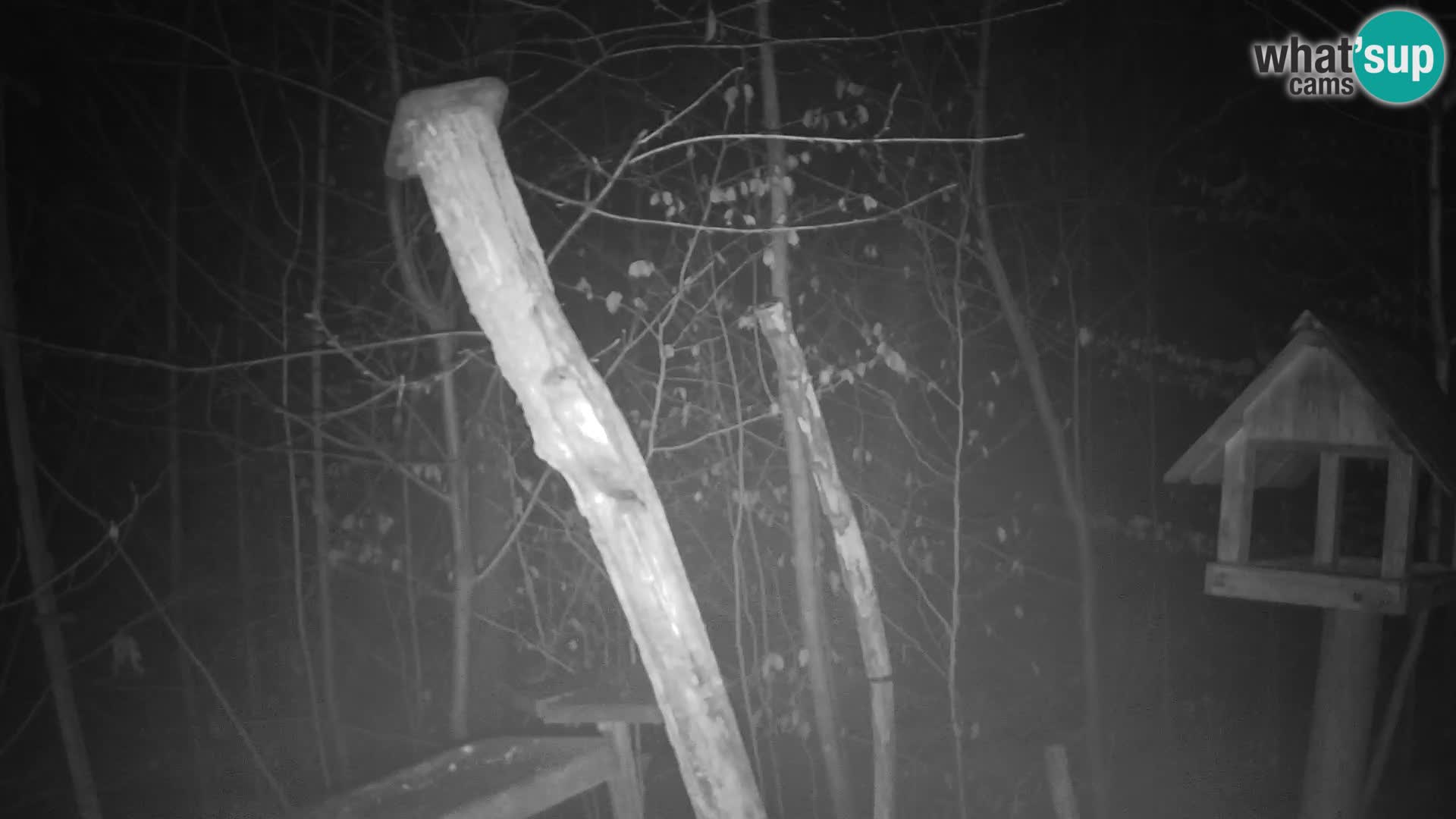 Mangeoires pour oiseaux au ZOO live webcam Ljubljana