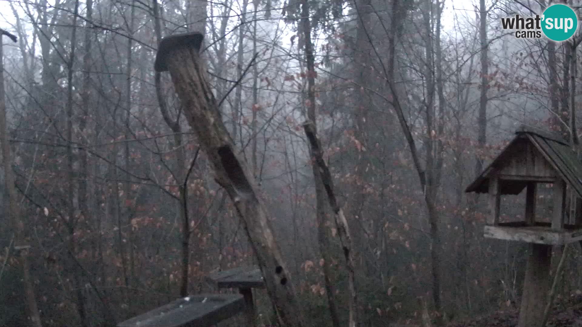 Vogelfutterhäuschen im ZOO webcam Ljubljana