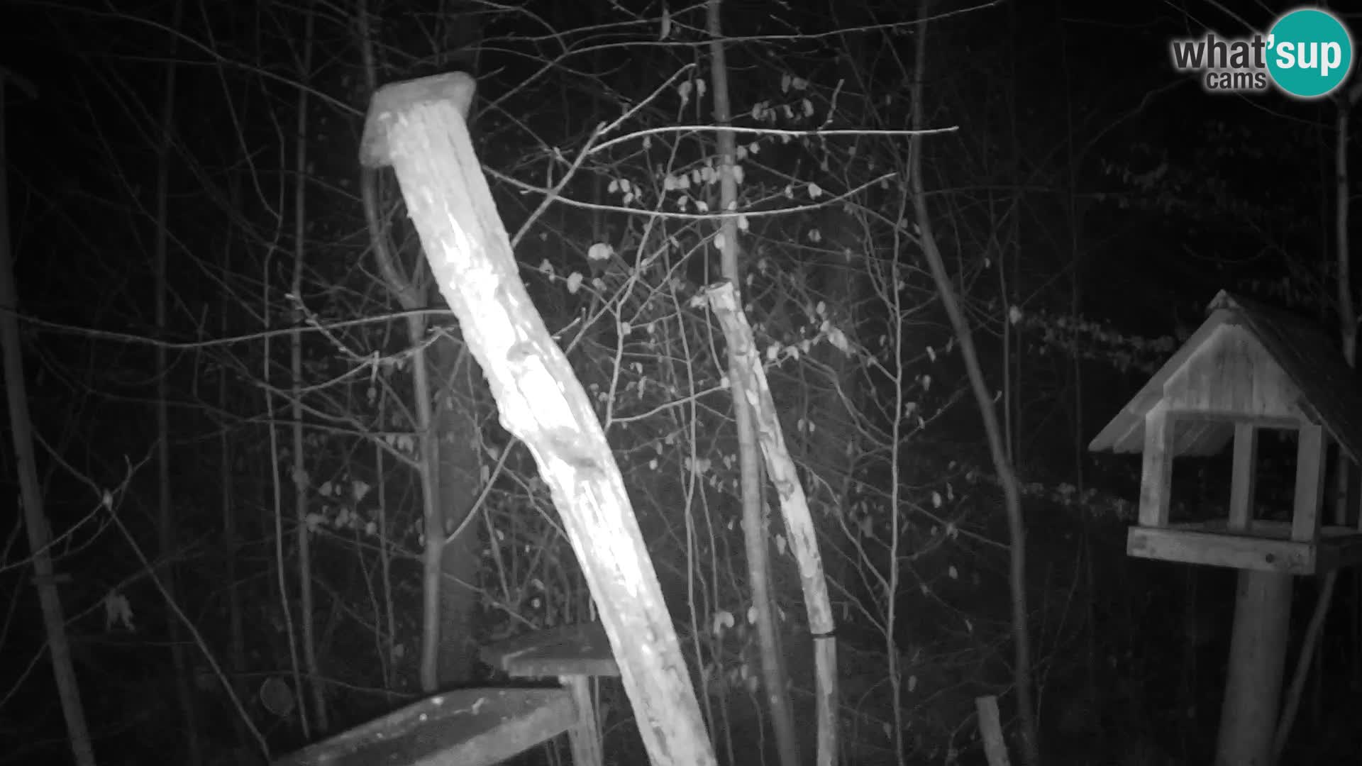 Mangiatoie per uccelli allo ZOO di Lubiana livecam