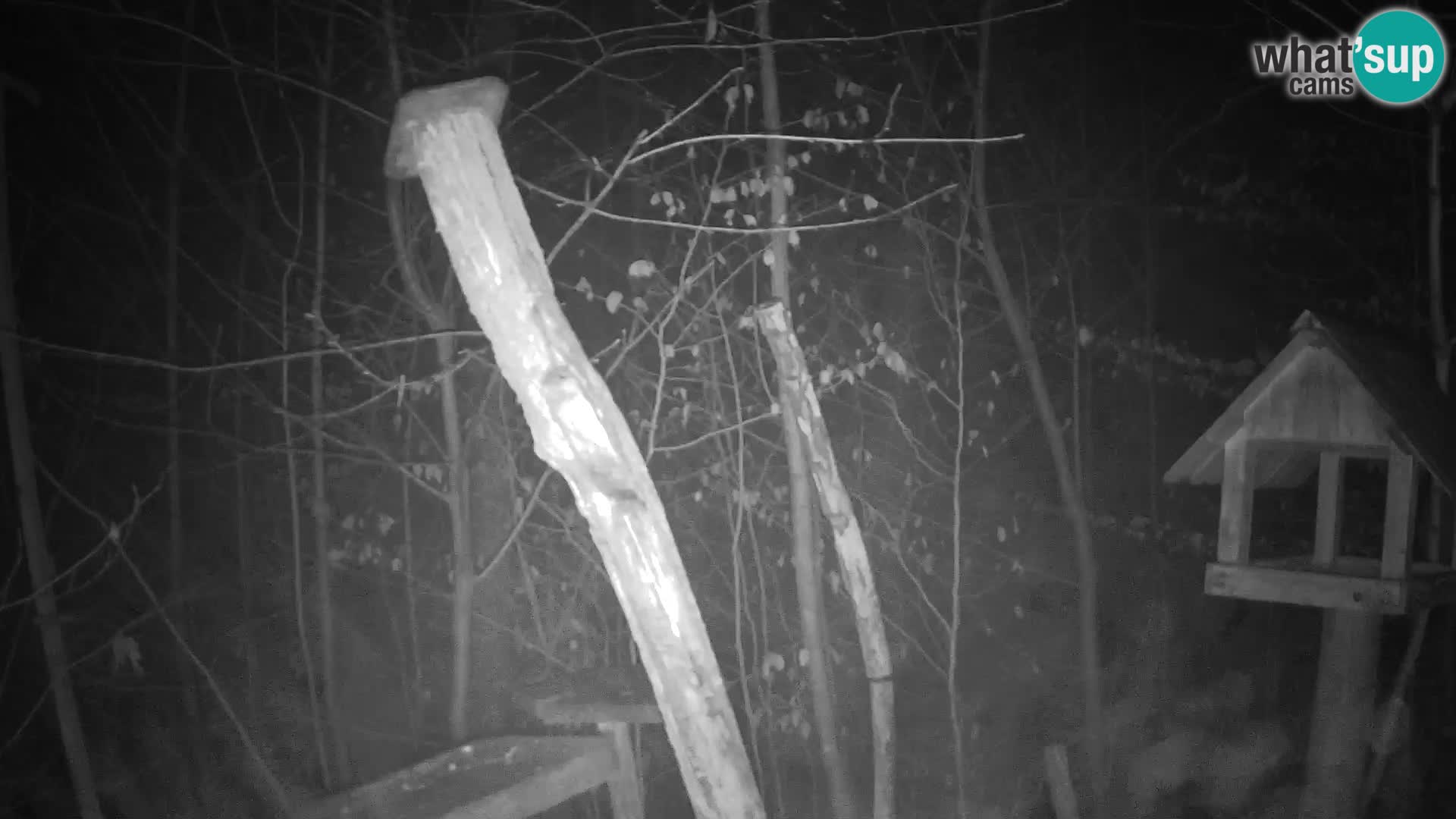 Hranilice za ptice u ZOO web kamera Ljubljana