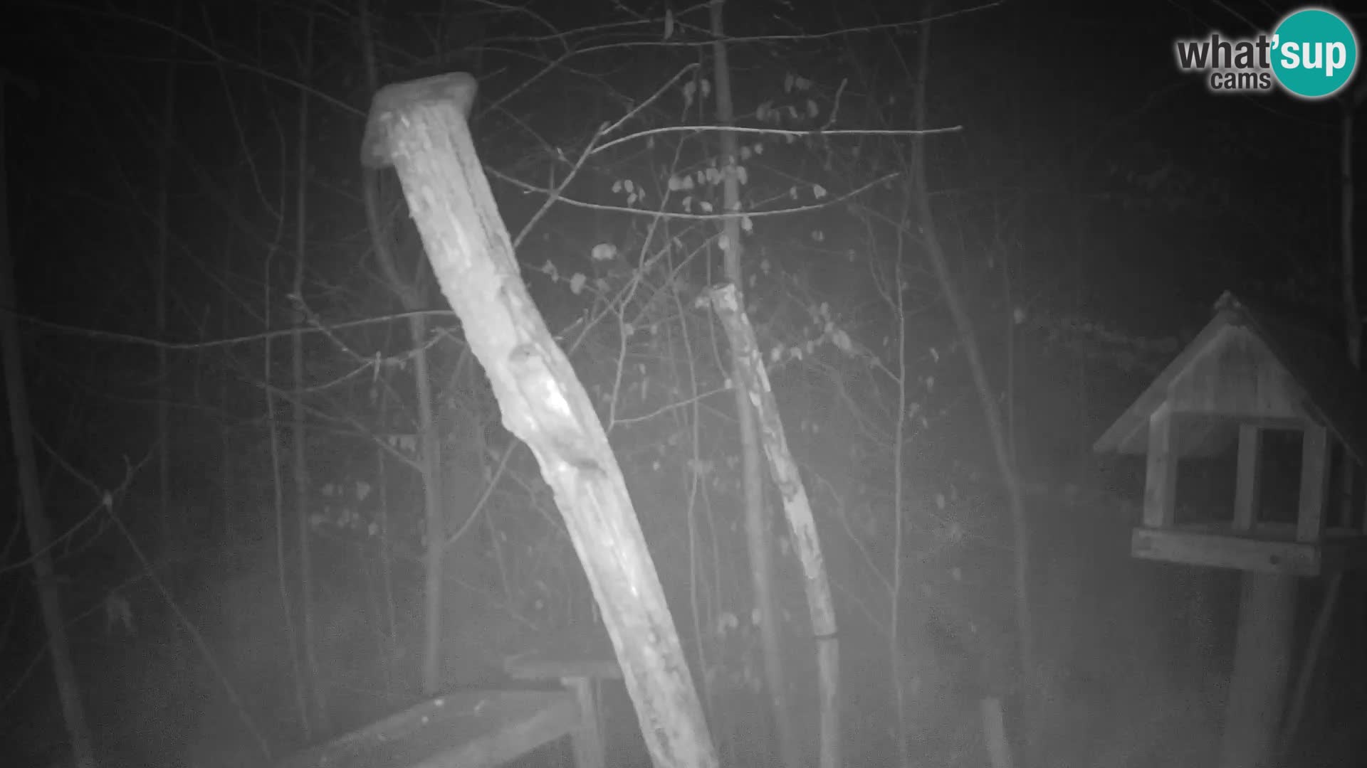 Comederos para pájaros en ZOO Ljubljana camera en vivo