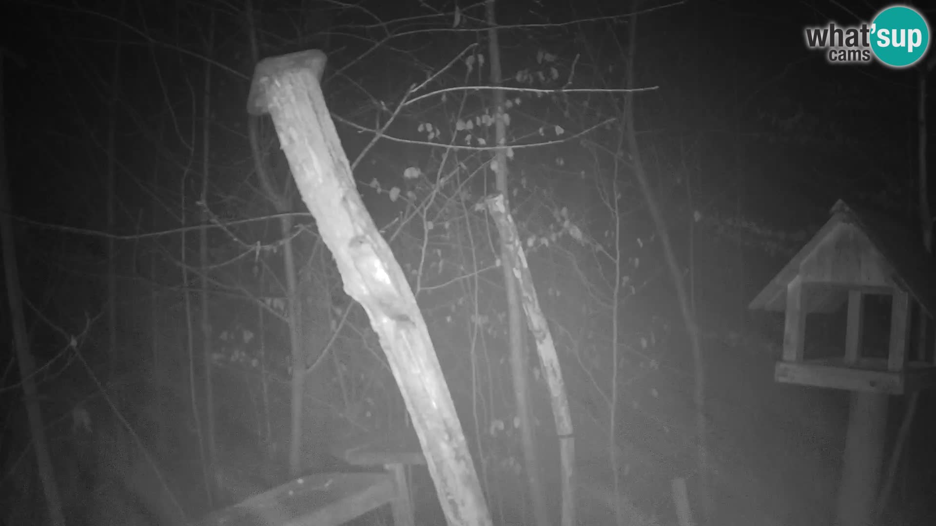 Comederos para pájaros en ZOO Ljubljana camera en vivo