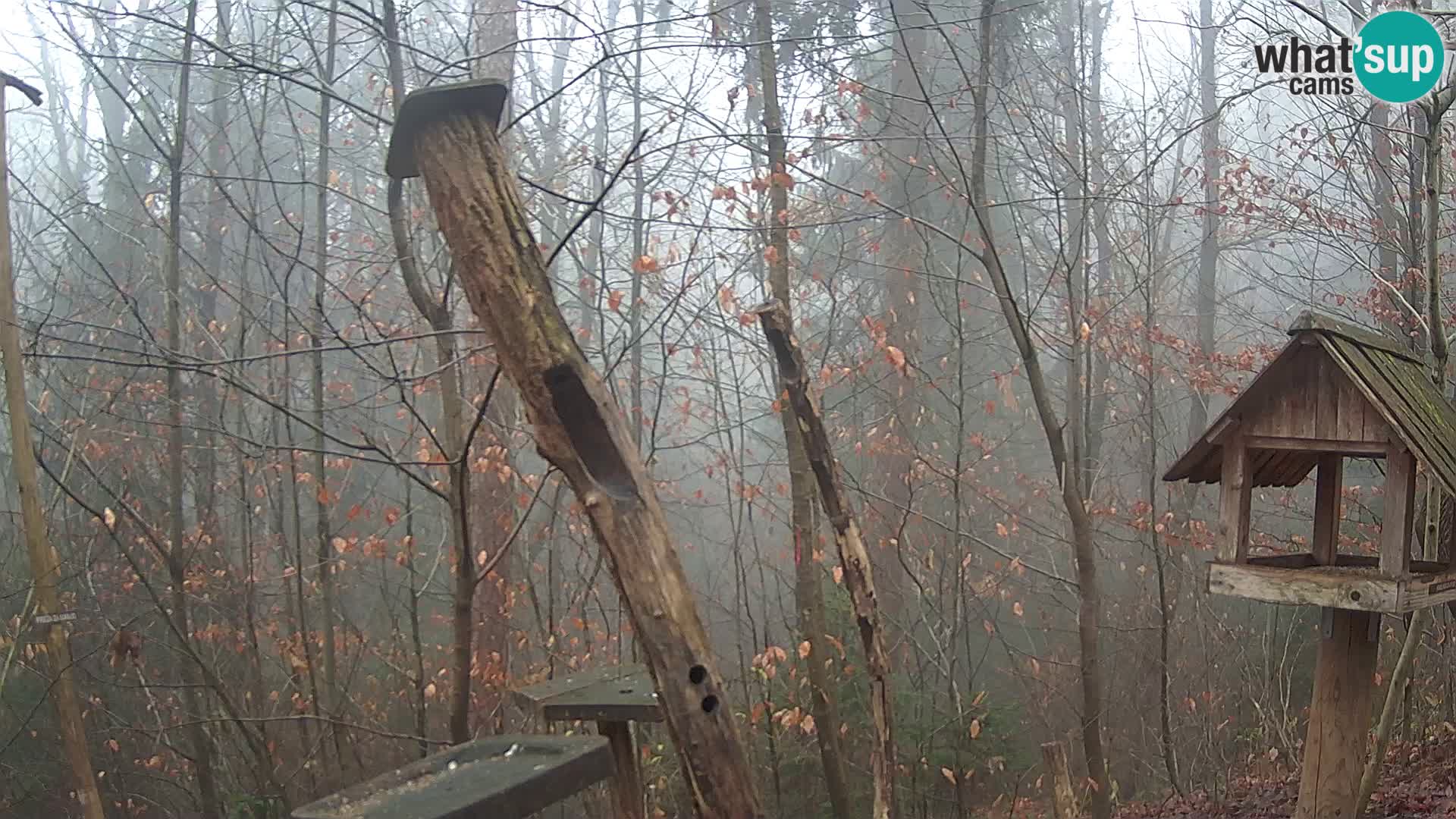 Krmilnice za ptiče v ZOO Ljubljana spletna kamera