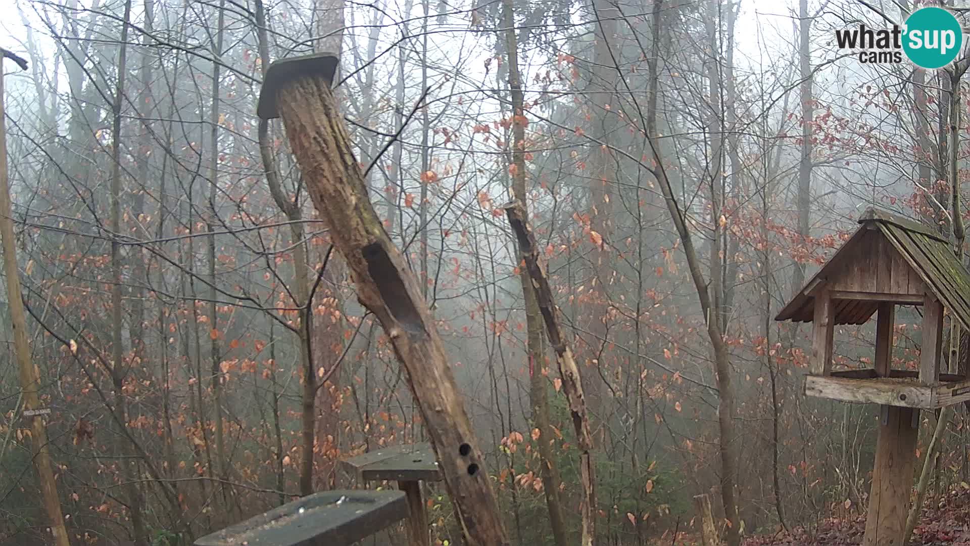 Hranilice za ptice u ZOO web kamera Ljubljana