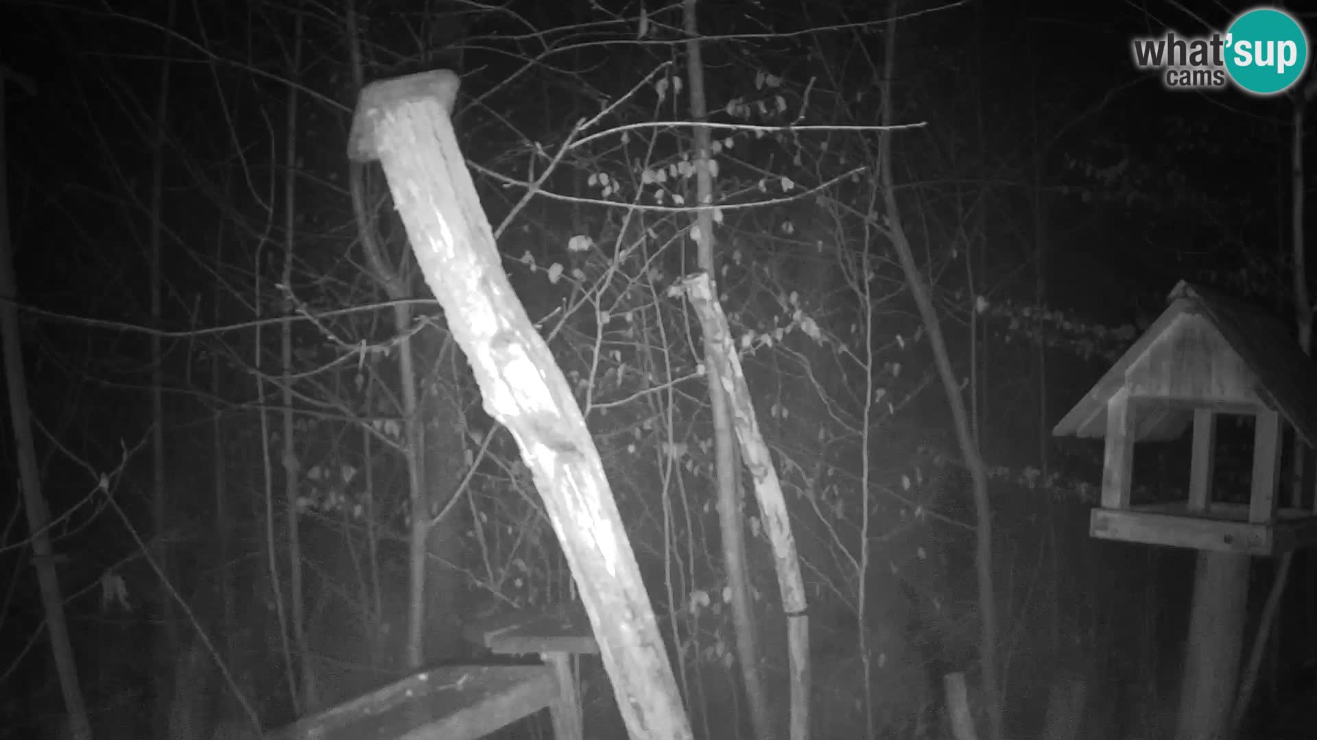 Mangiatoie per uccelli allo ZOO di Lubiana livecam