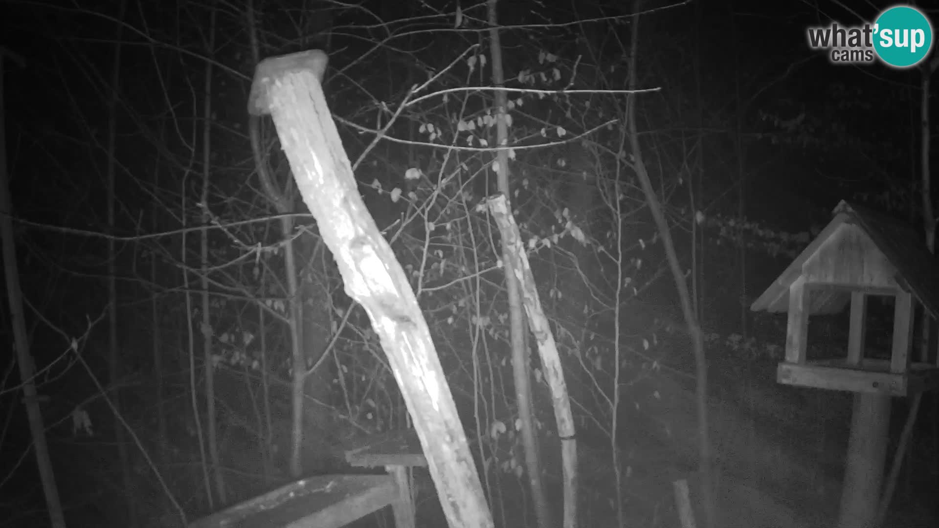 Krmilnice za ptiče v ZOO Ljubljana spletna kamera