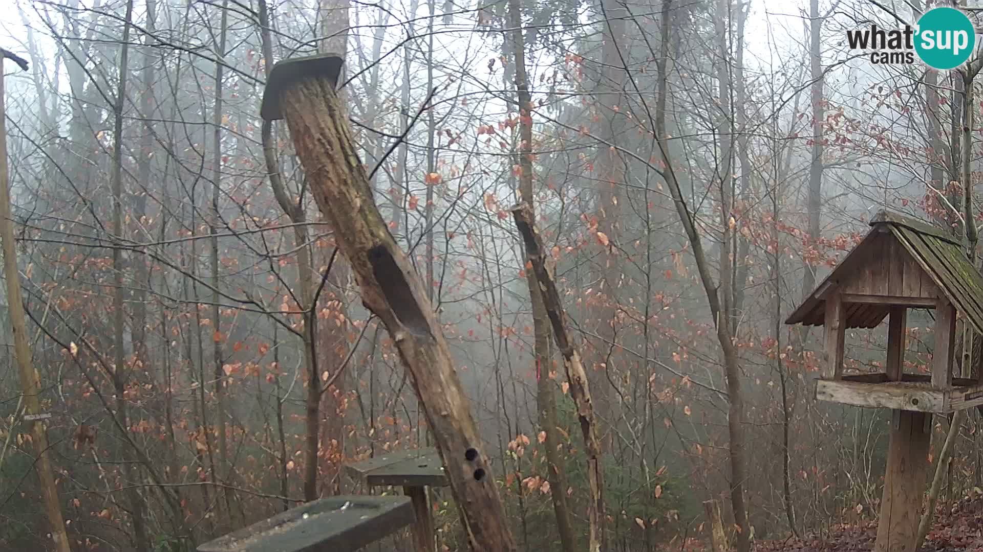 Vogelfutterhäuschen im ZOO webcam Ljubljana