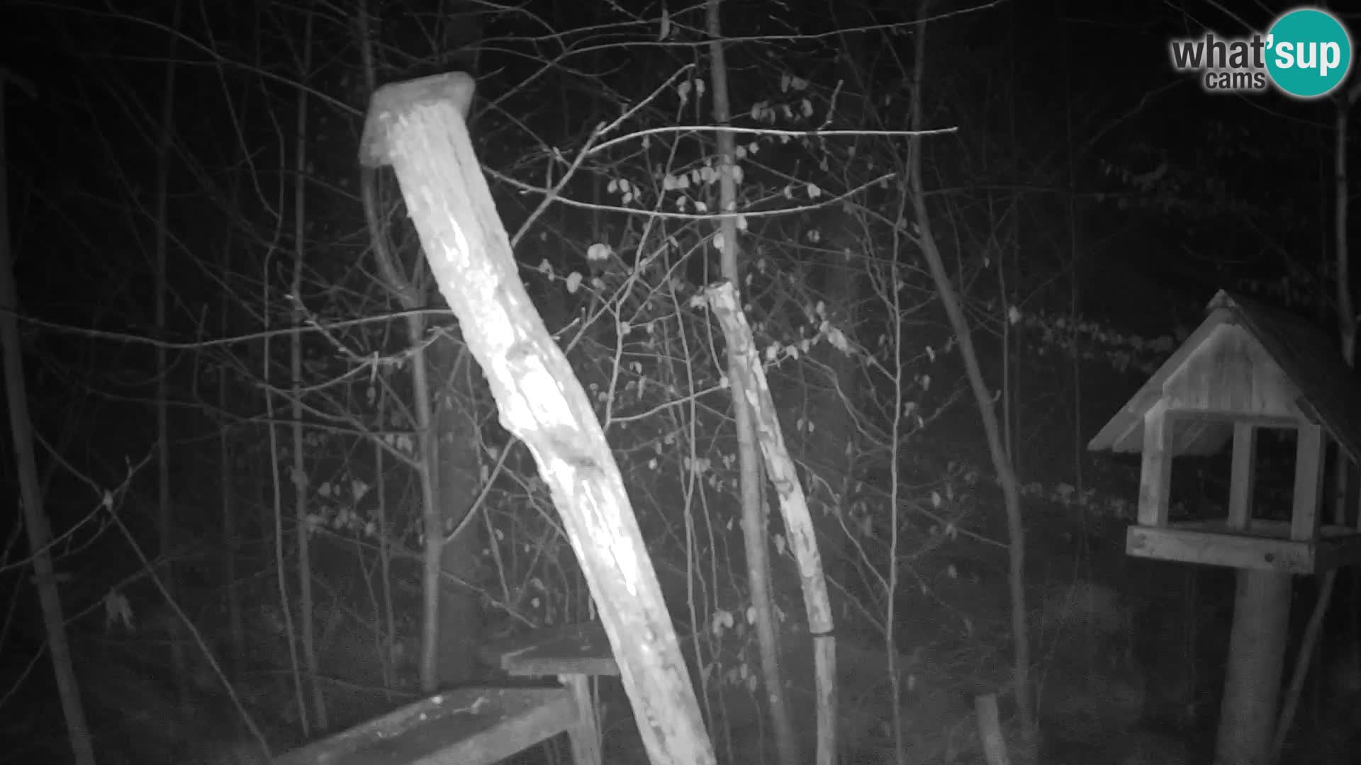 Mangeoires pour oiseaux au ZOO live webcam Ljubljana