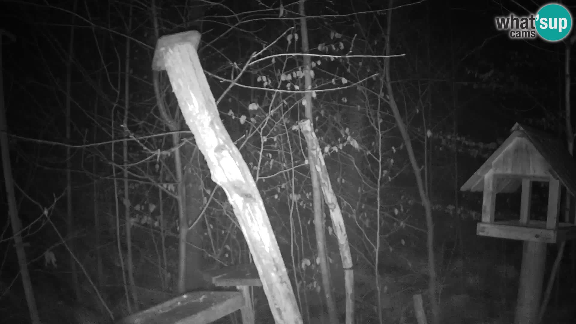 Bird feeders at ZOO Ljubljana webcam