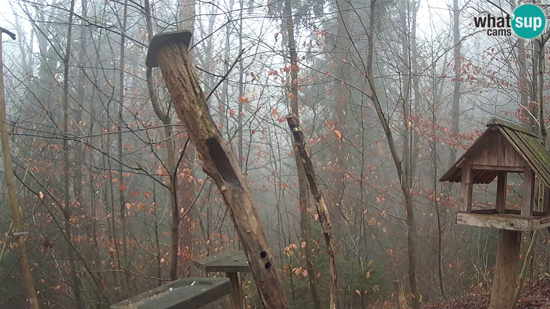 Vogelfutterhäuschen im ZOO webcam Ljubljana