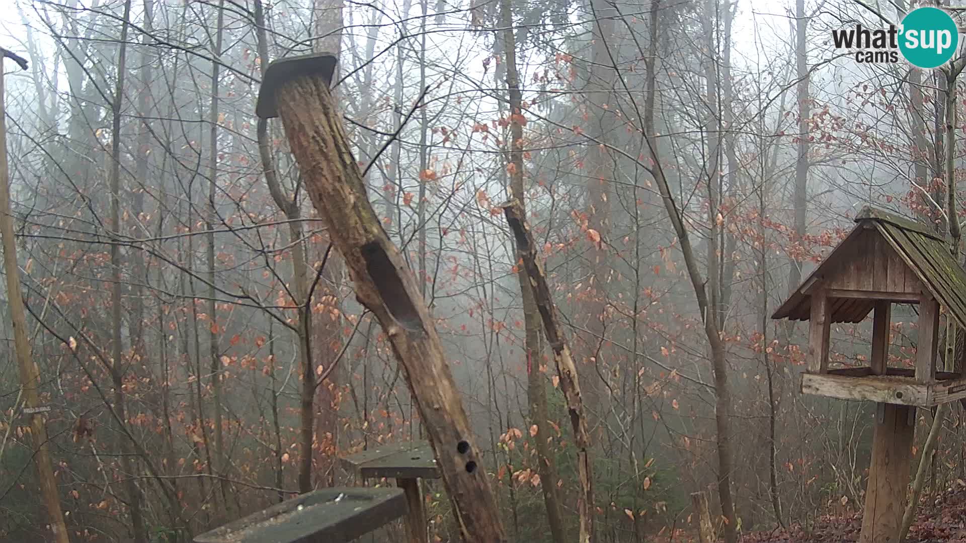 Mangiatoie per uccelli allo ZOO di Lubiana livecam