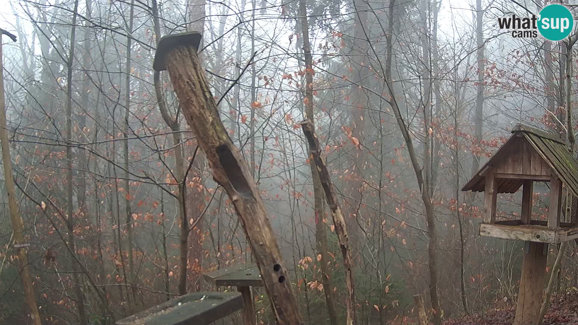 Comederos para pájaros en ZOO Ljubljana camera en vivo