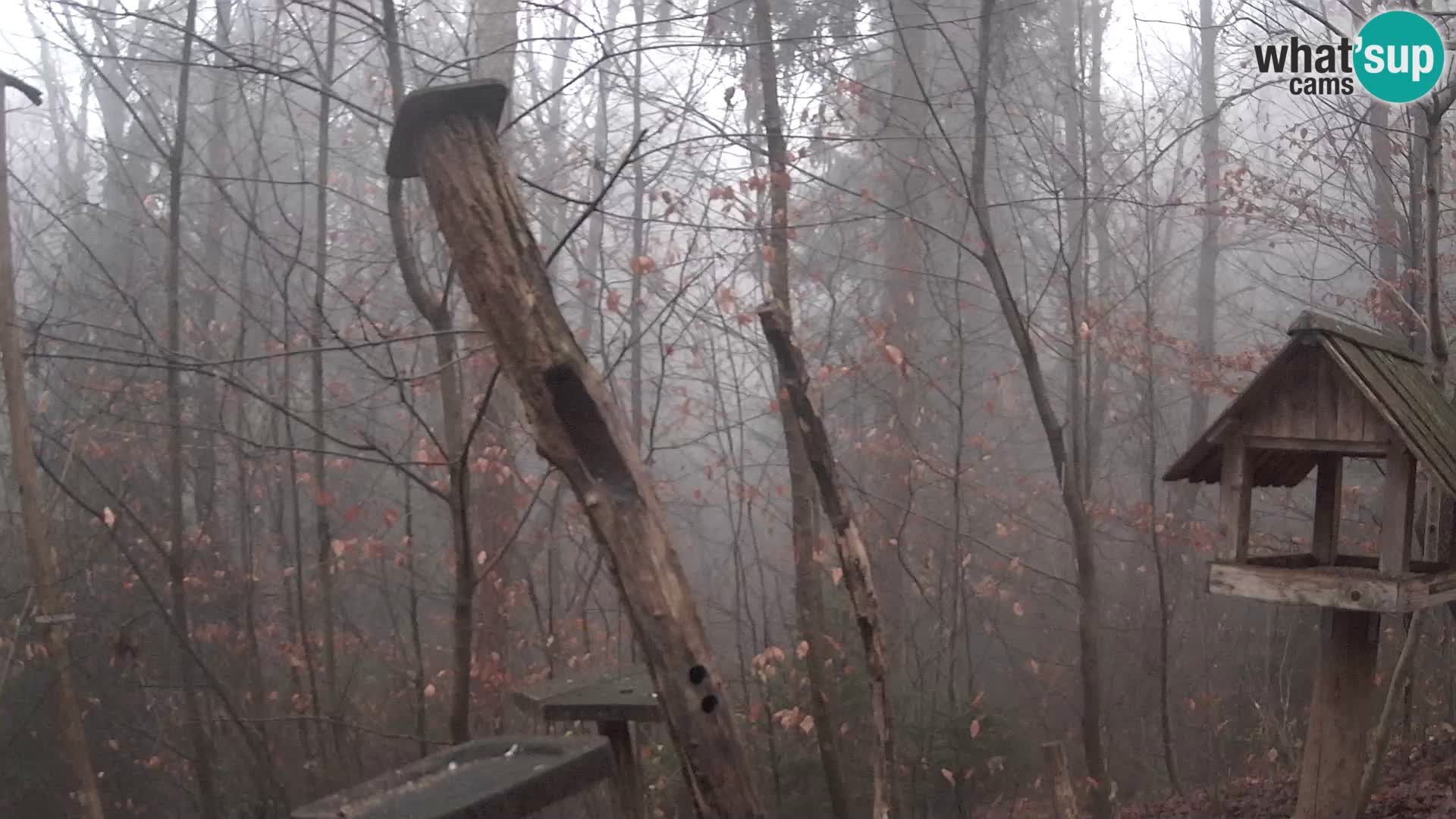 Mangeoires pour oiseaux au ZOO live webcam Ljubljana