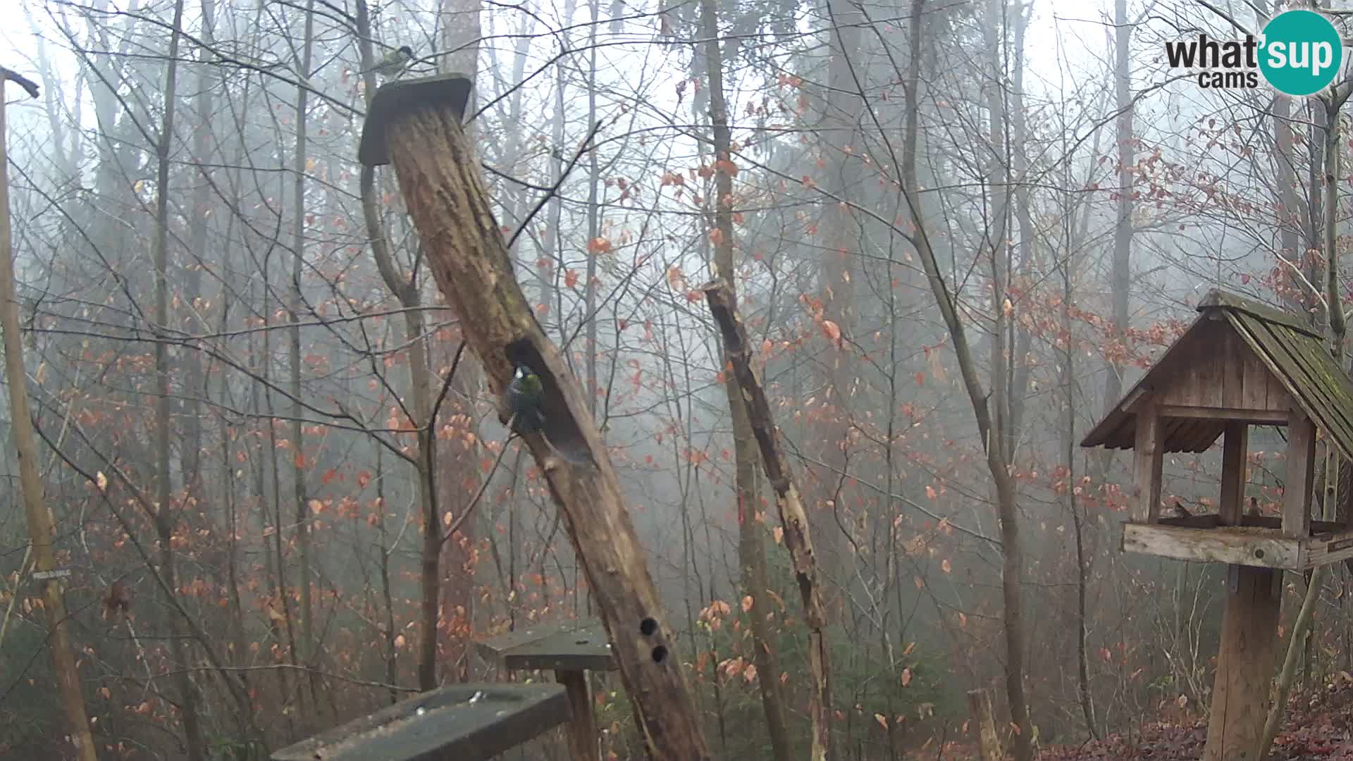 Mangiatoie per uccelli allo ZOO di Lubiana livecam