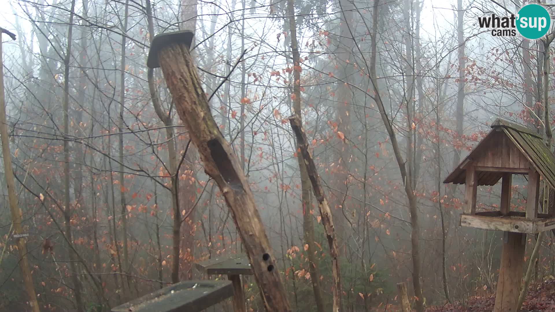 Krmilnice za ptiče v ZOO Ljubljana spletna kamera