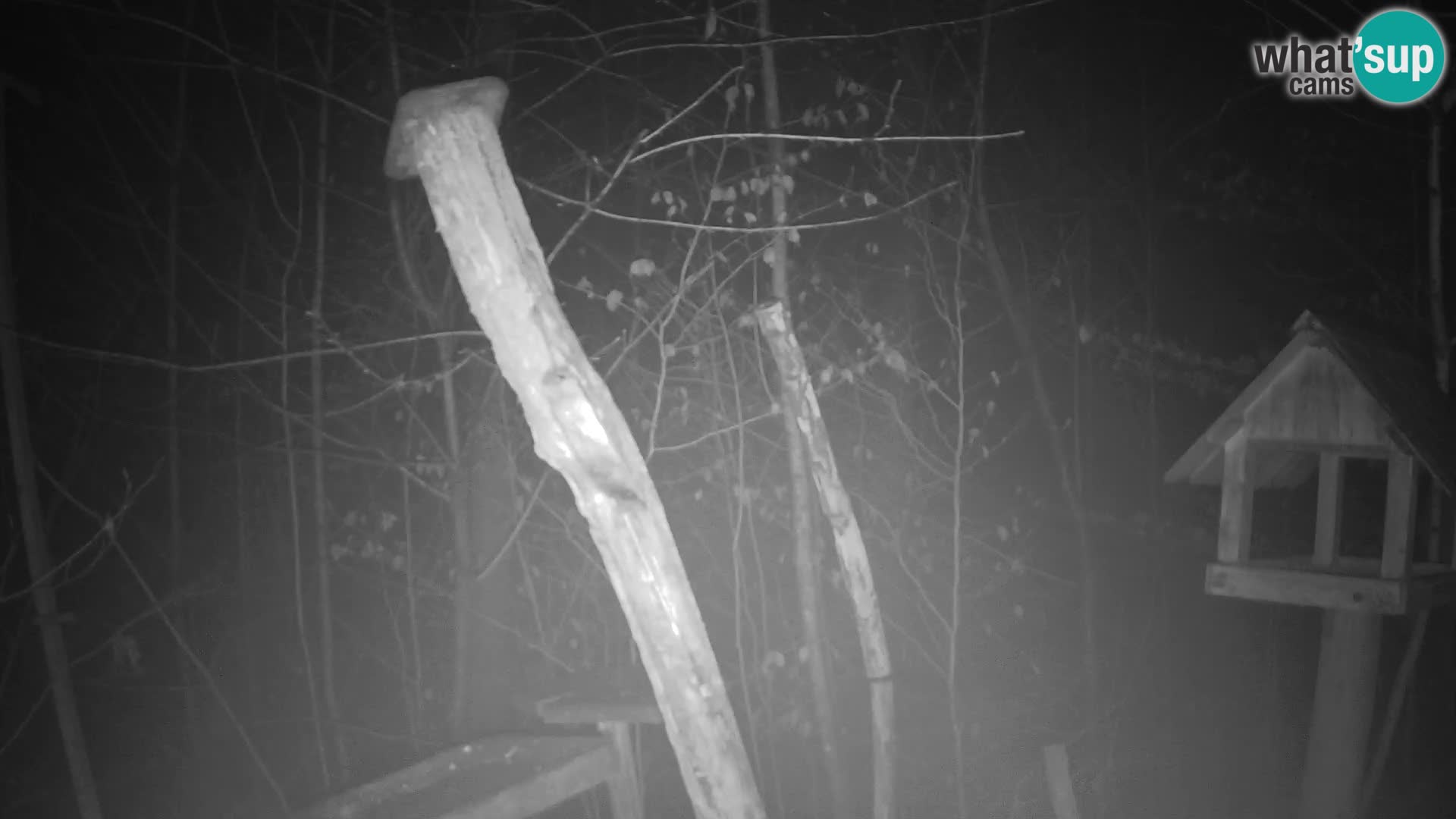 Vogelfutterhäuschen im ZOO webcam Ljubljana