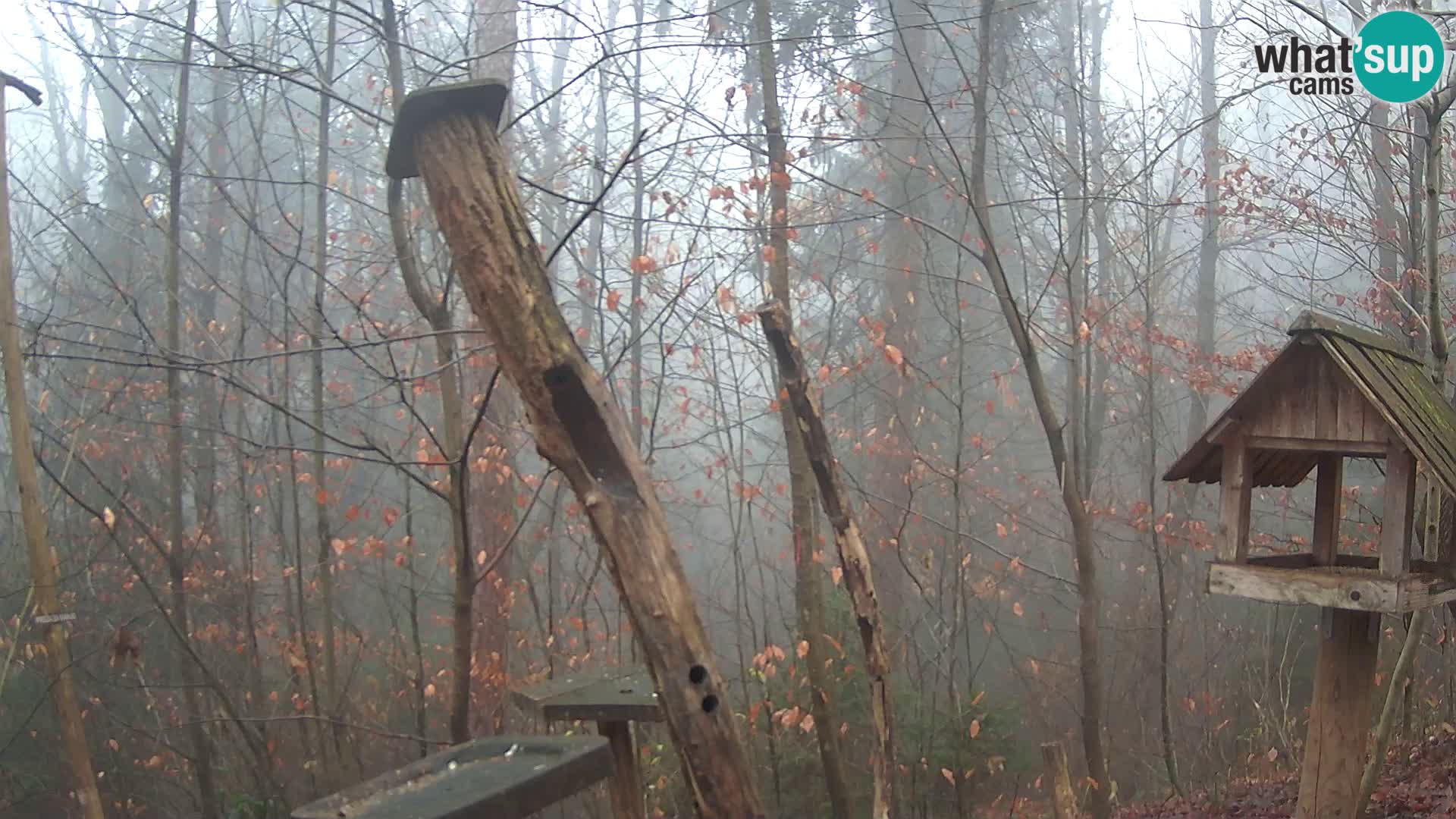 Bird feeders at ZOO Ljubljana webcam