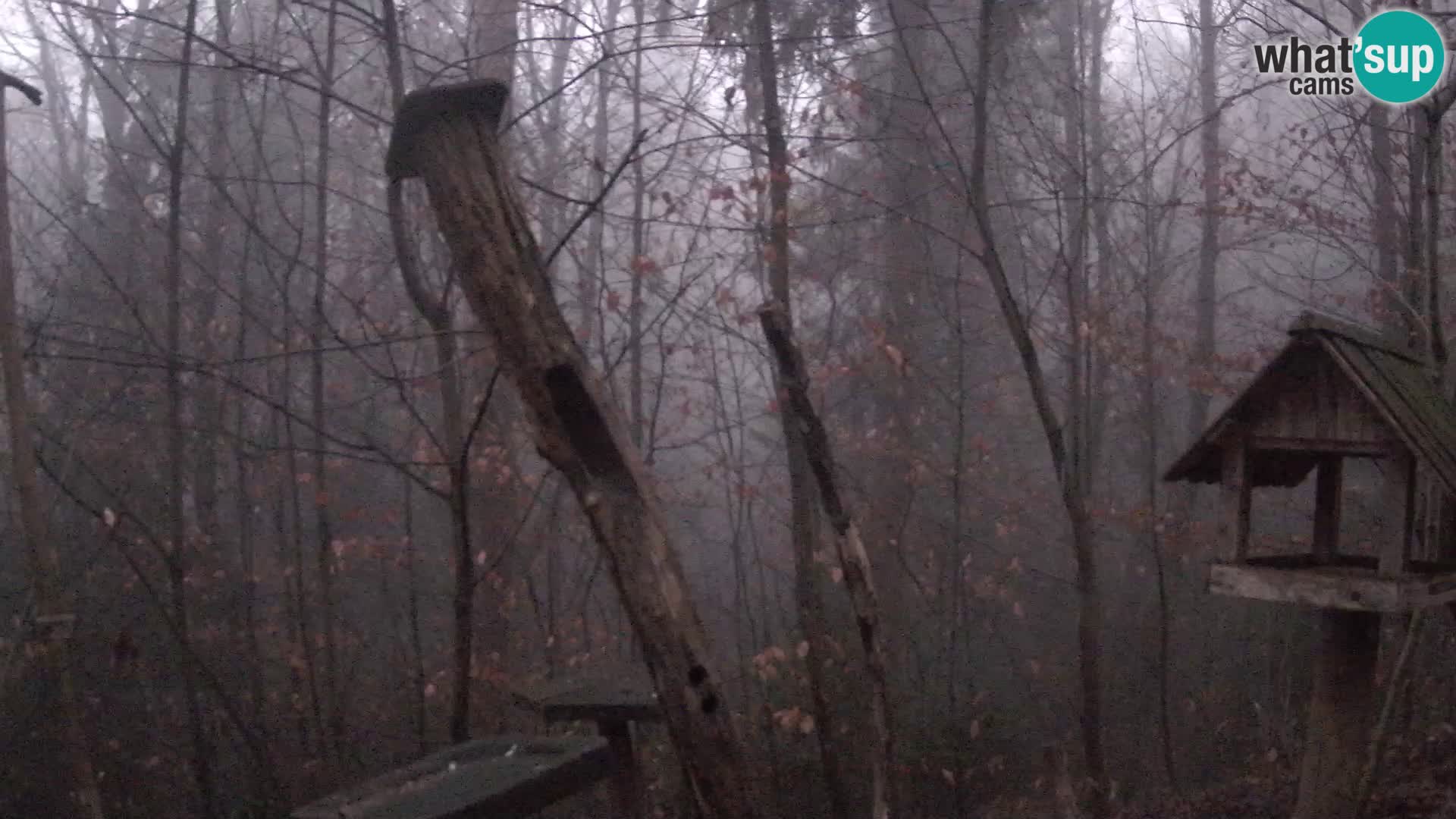 Mangeoires pour oiseaux au ZOO live webcam Ljubljana