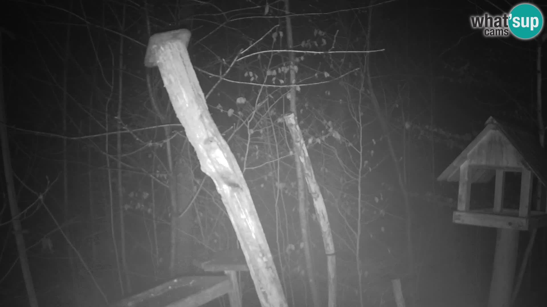 Hranilice za ptice u ZOO web kamera Ljubljana