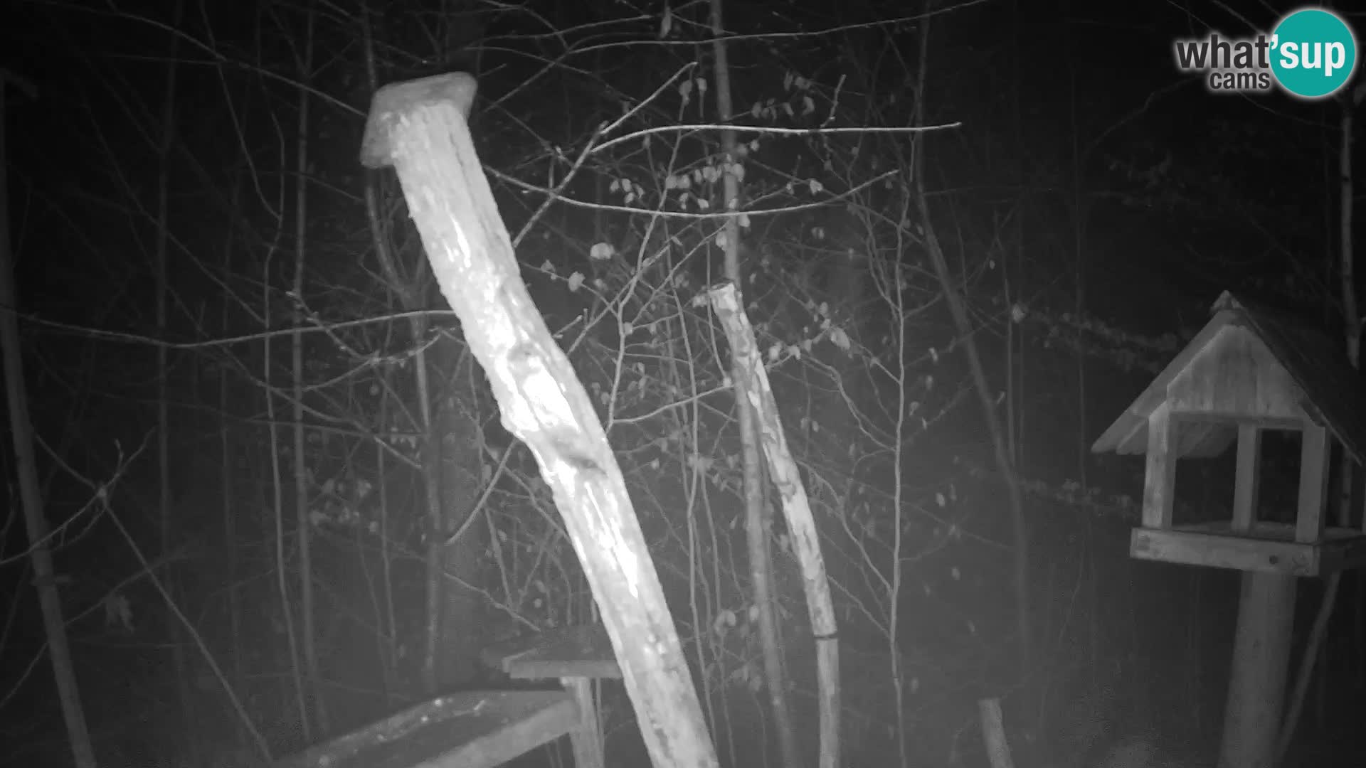 Mangiatoie per uccelli allo ZOO di Lubiana livecam