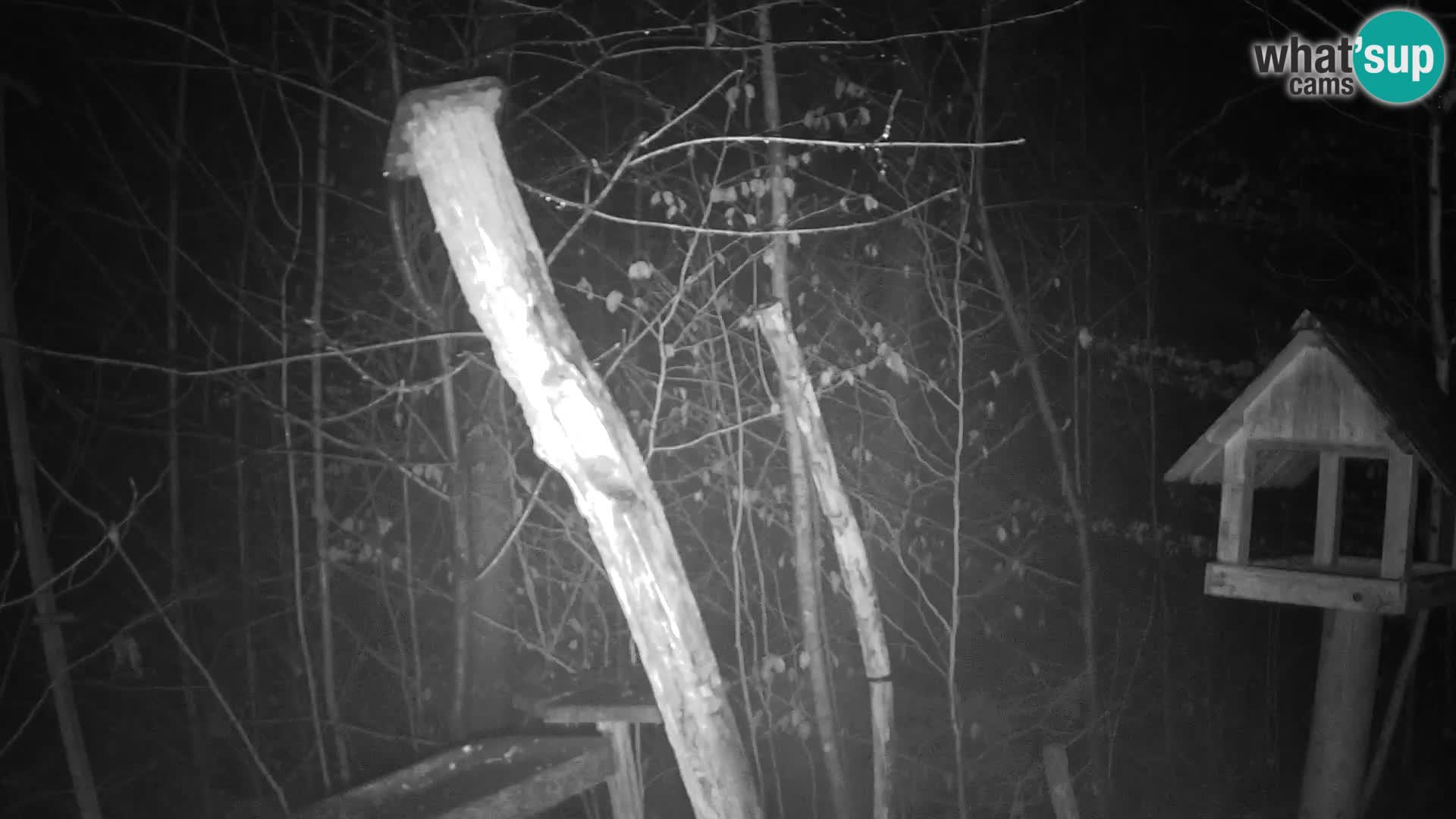 Hranilice za ptice u ZOO web kamera Ljubljana