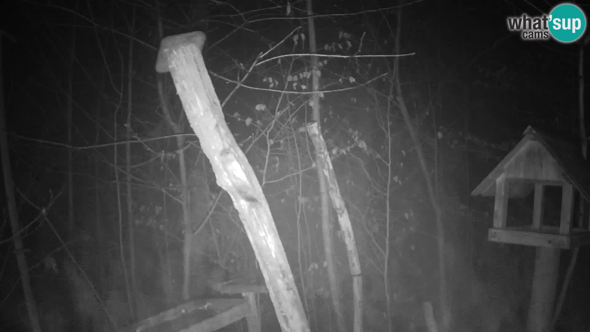 Hranilice za ptice u ZOO web kamera Ljubljana