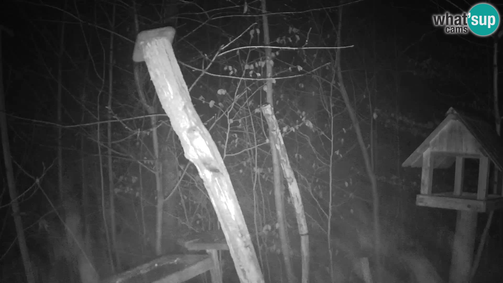 Mangeoires pour oiseaux au ZOO live webcam Ljubljana