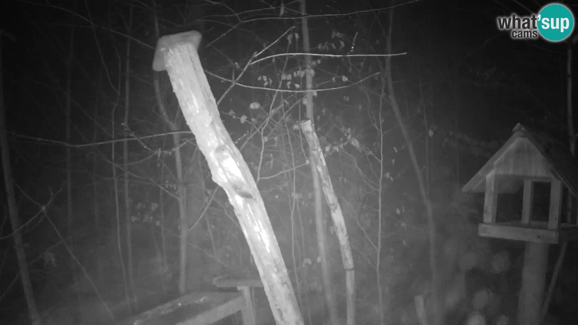 Vogelfutterhäuschen im ZOO webcam Ljubljana
